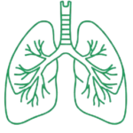 RESPIRATORY SYSTEM